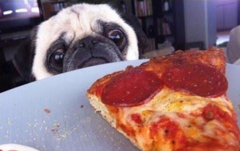 This pug is sad because he wanted ham on his pizza, not pepperoni! This proves our point - how can you please everyone?